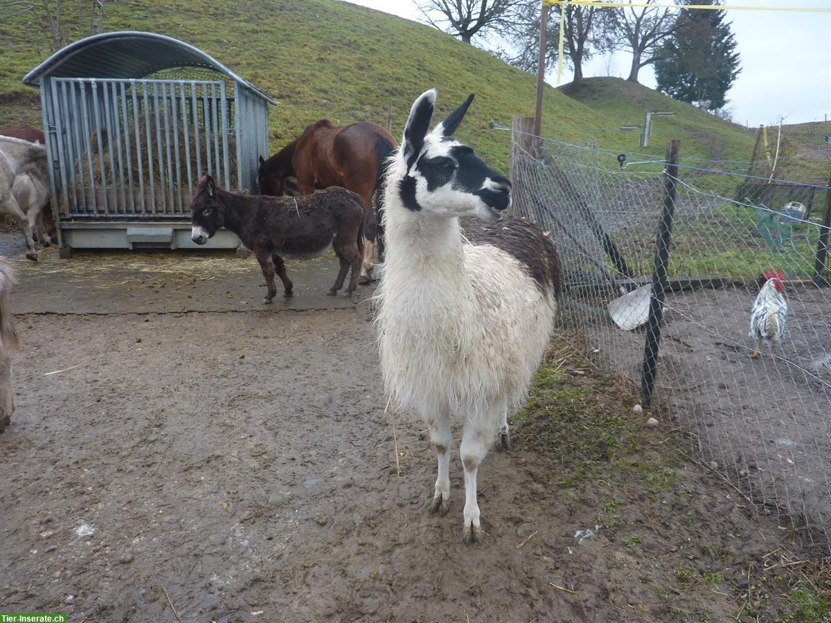 Bild 2: Zahmer Lama Hengst zu verkaufen