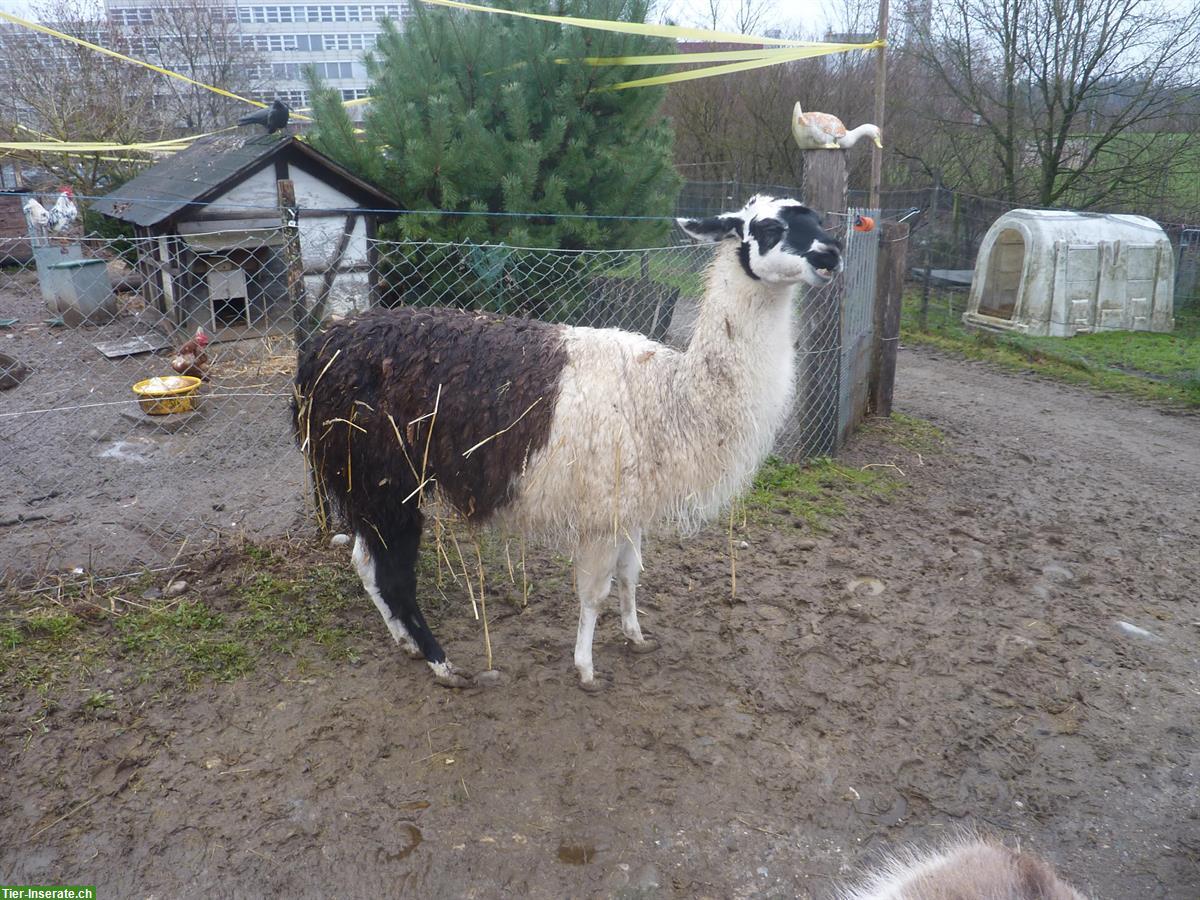 Bild 3: Zahmer Lama Hengst zu verkaufen
