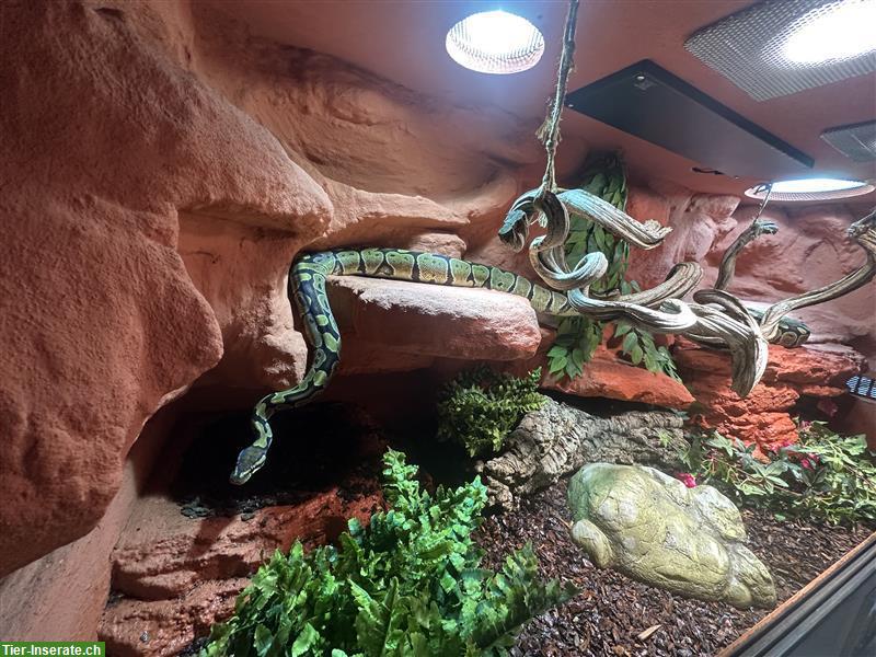 2 Königspythons inkl. Terrarium-Komplettset zu verkaufen