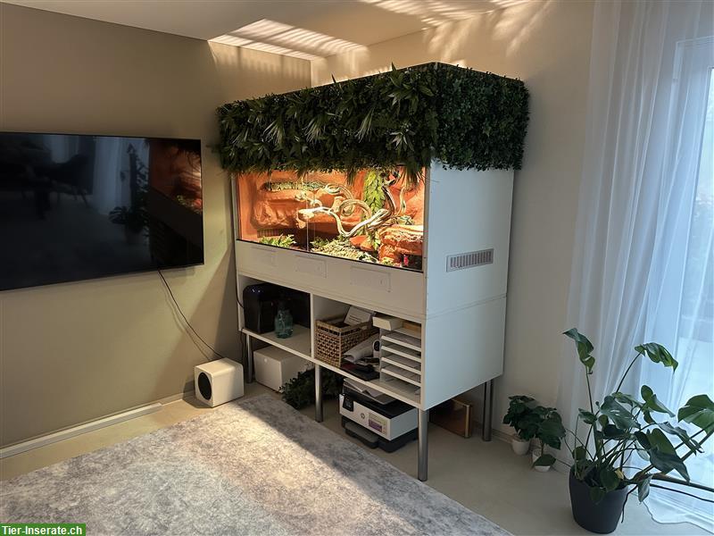 Bild 2: 2 Königspythons inkl. Terrarium-Komplettset zu verkaufen