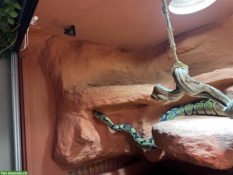 Bild 3: 2 Königspythons inkl. Terrarium-Komplettset zu verkaufen