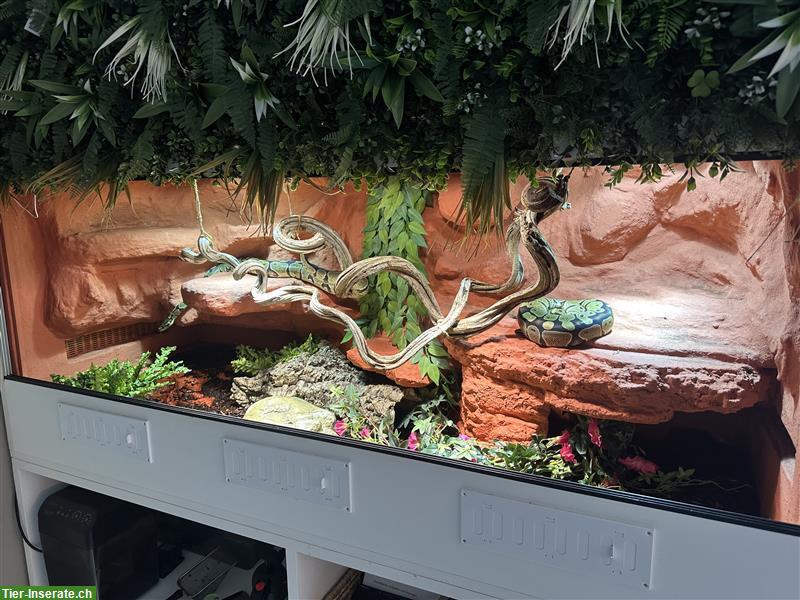 Bild 4: 2 Königspythons inkl. Terrarium-Komplettset zu verkaufen