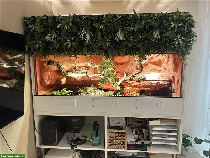 Bild 5: 2 Königspythons inkl. Terrarium-Komplettset zu verkaufen