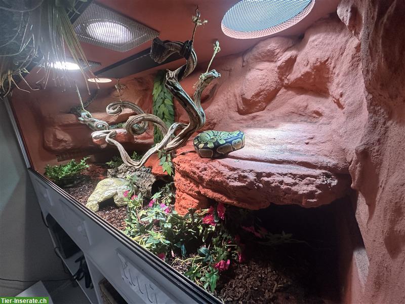 Bild 6: 2 Königspythons inkl. Terrarium-Komplettset zu verkaufen