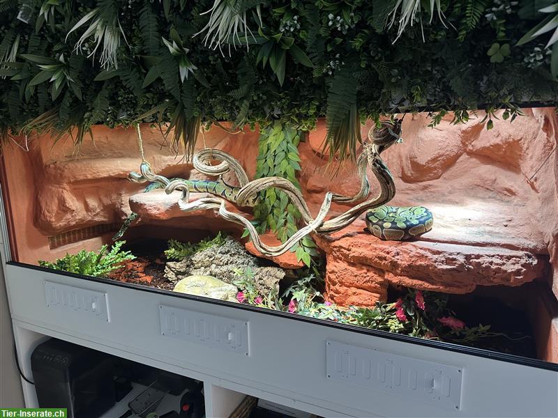 Bild 7: 2 Königspythons inkl. Terrarium-Komplettset zu verkaufen