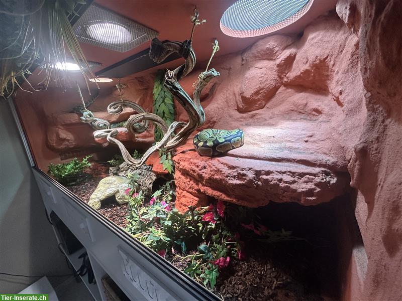 Bild 8: 2 Königspythons inkl. Terrarium-Komplettset zu verkaufen