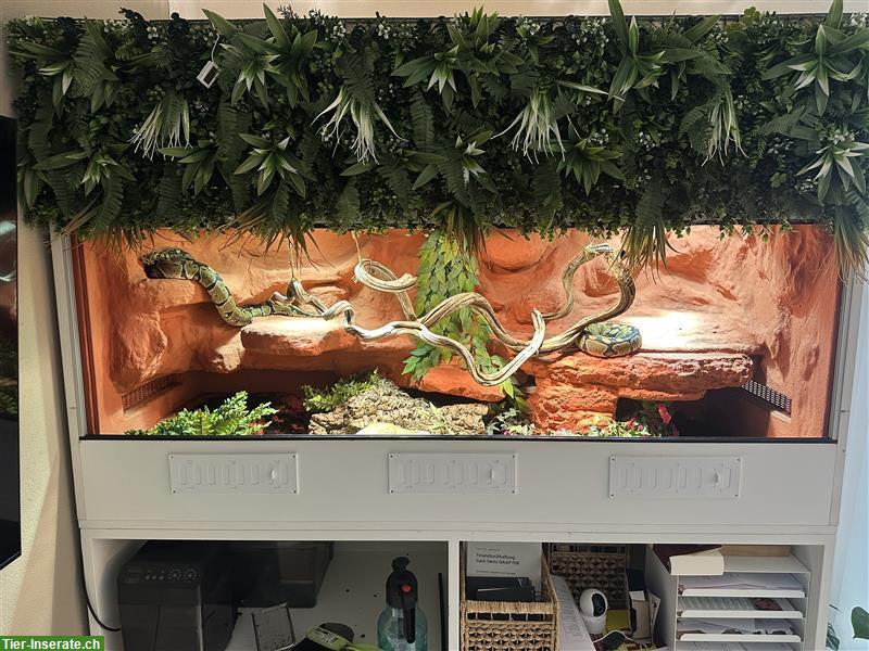 Bild 9: 2 Königspythons inkl. Terrarium-Komplettset zu verkaufen