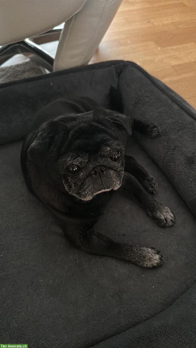 Bild 2: 2 Mops Rüden suchen gemeinsames Zuhause 🐾