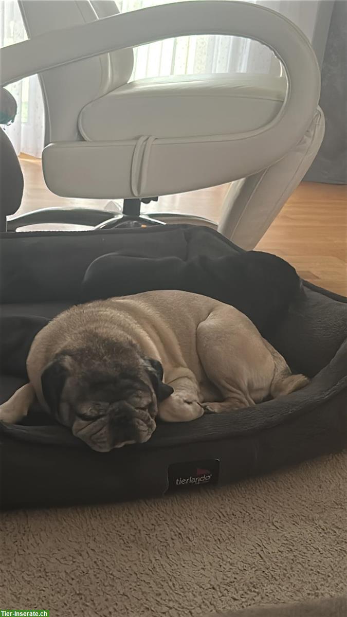 Bild 3: 2 Mops Rüden suchen gemeinsames Zuhause 🐾