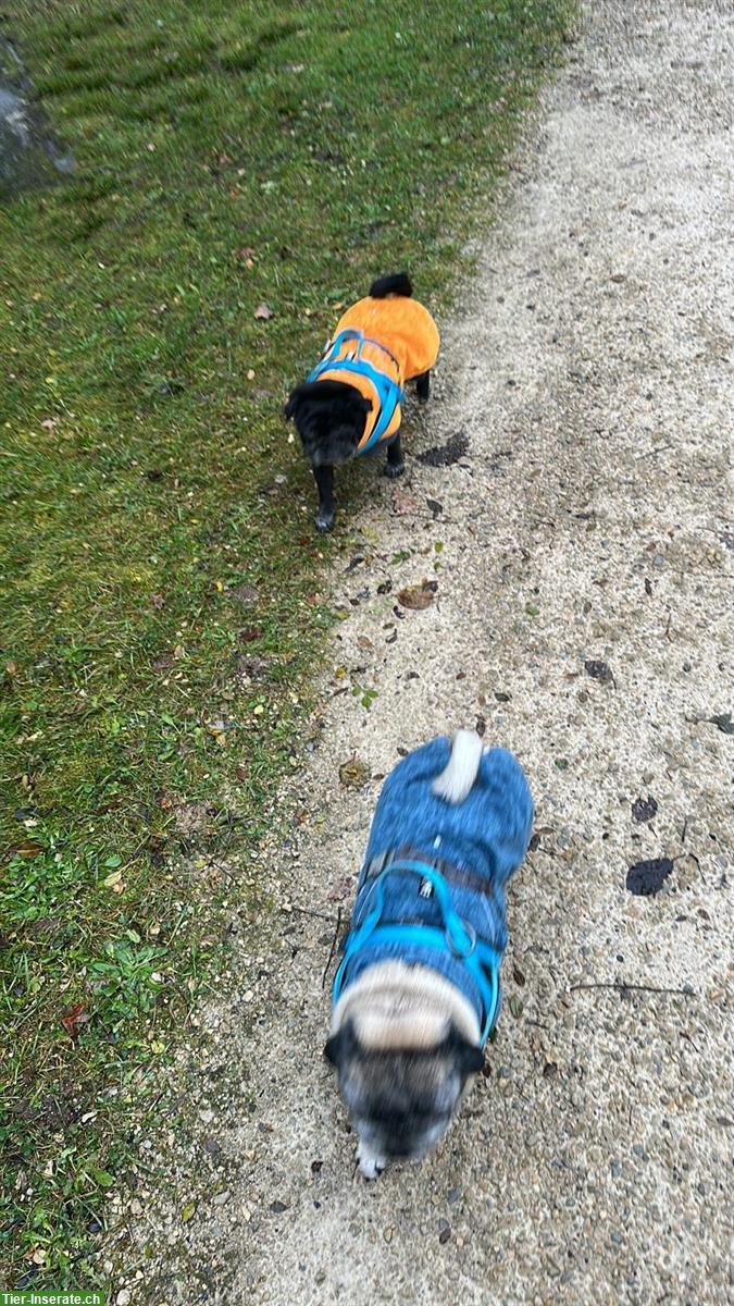 Bild 4: 2 Mops Rüden suchen gemeinsames Zuhause 🐾