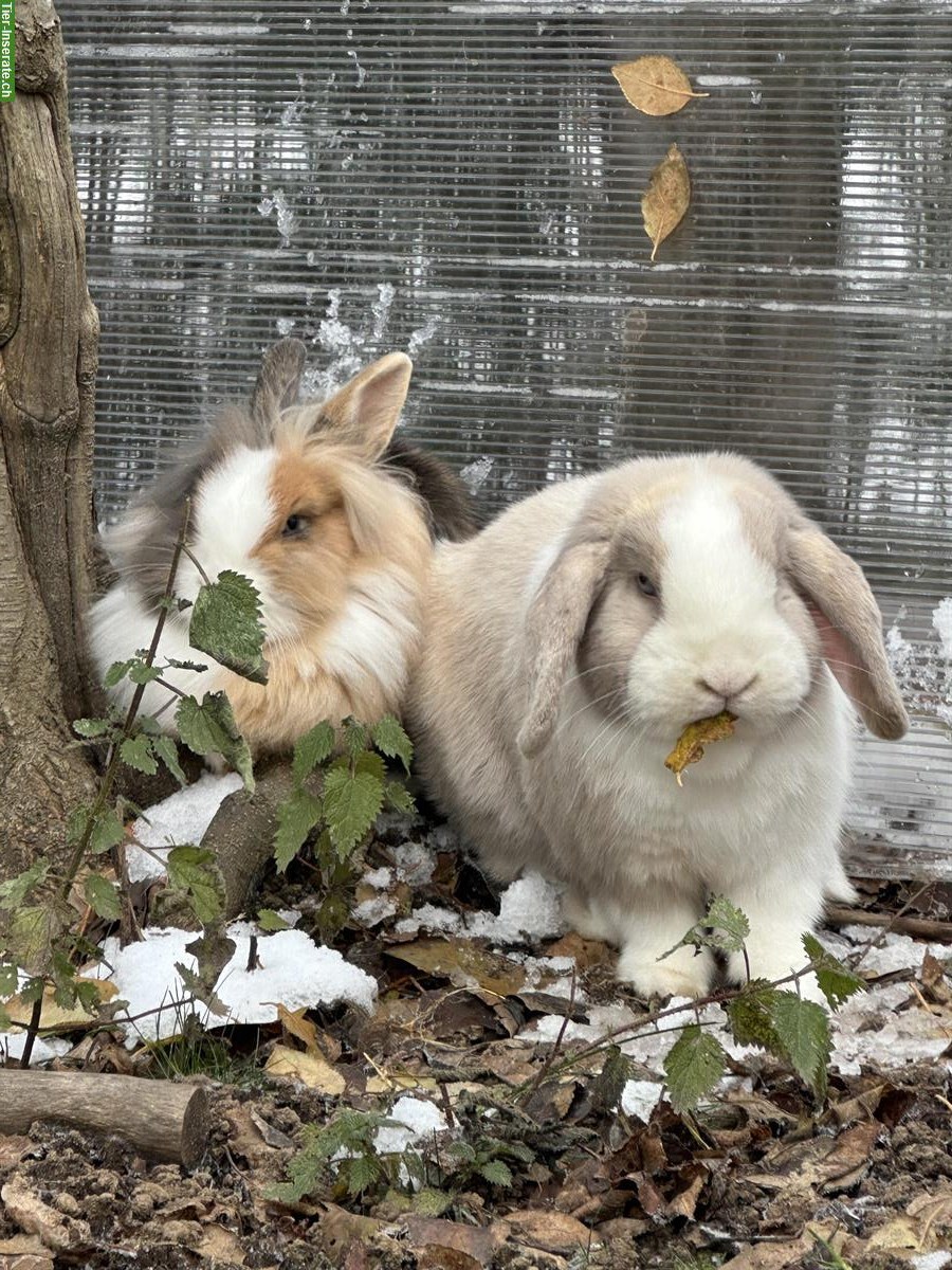 Auffangstation für Kaninchen & Meerschweinchen, Oberwangen bei Bern