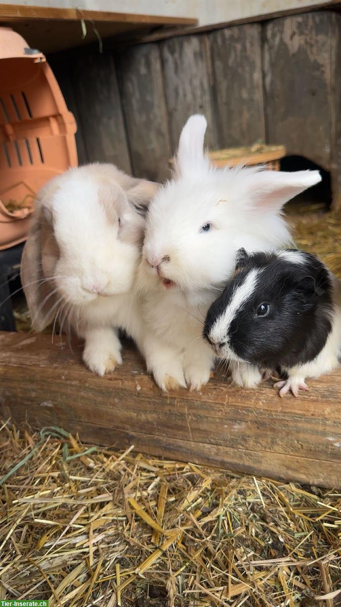 Bild 10: Kaninchen, Meerschweinchen Auffangstation & Vermittlung