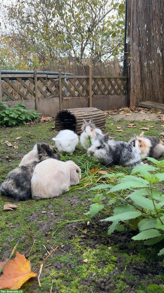 Bild 2: Auffangstation für Kaninchen & Meerschweinchen, Oberwangen bei Bern