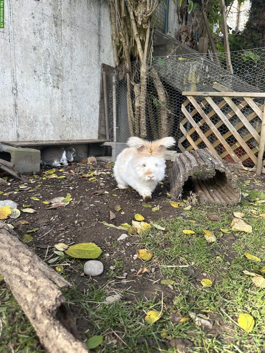 Bild 4: Auffangstation für Kaninchen & Meerschweinchen, Oberwangen bei Bern