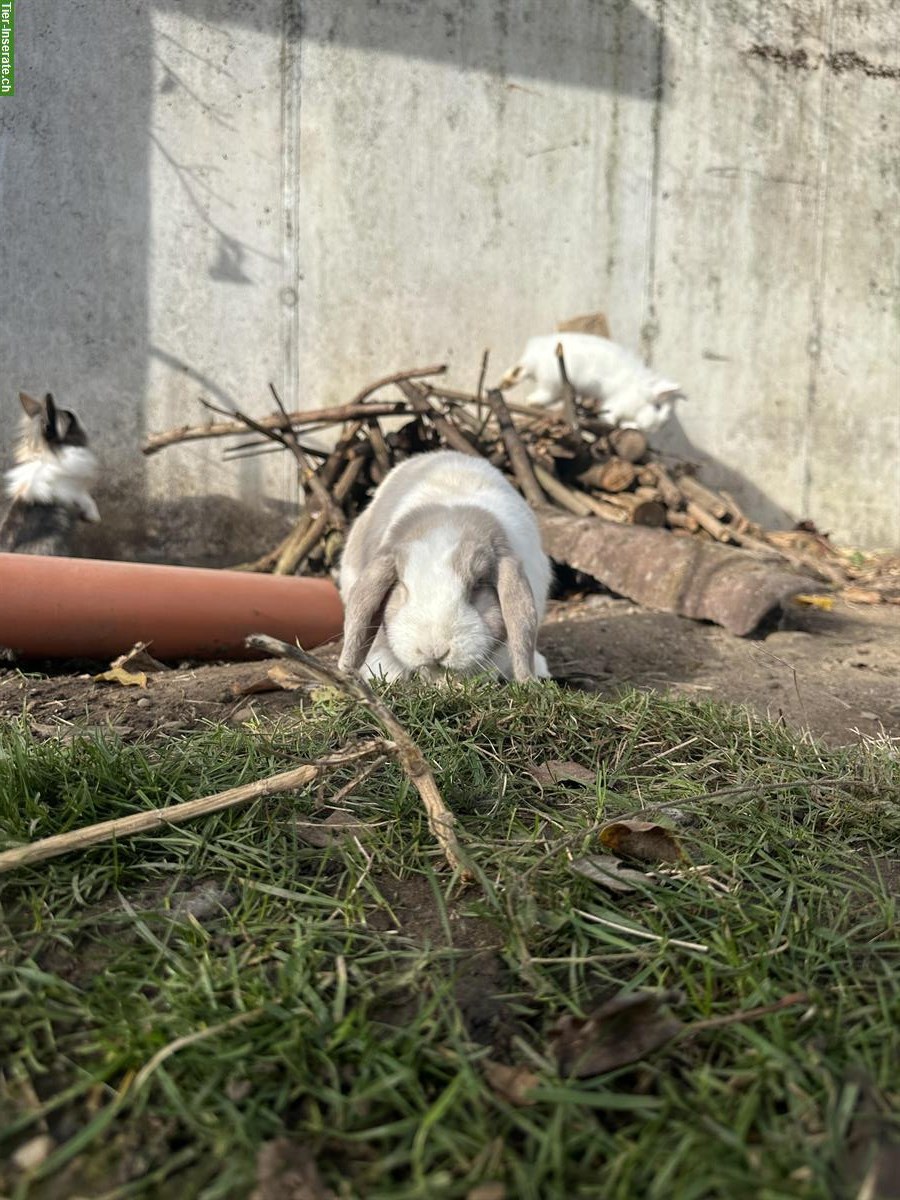 Bild 5: Auffangstation für Kaninchen & Meerschweinchen, Oberwangen bei Bern