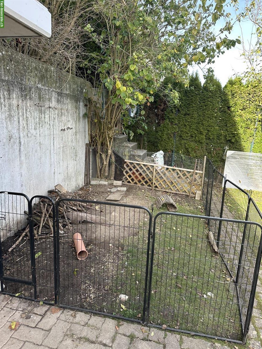 Bild 6: Auffangstation für Kaninchen & Meerschweinchen, Oberwangen bei Bern