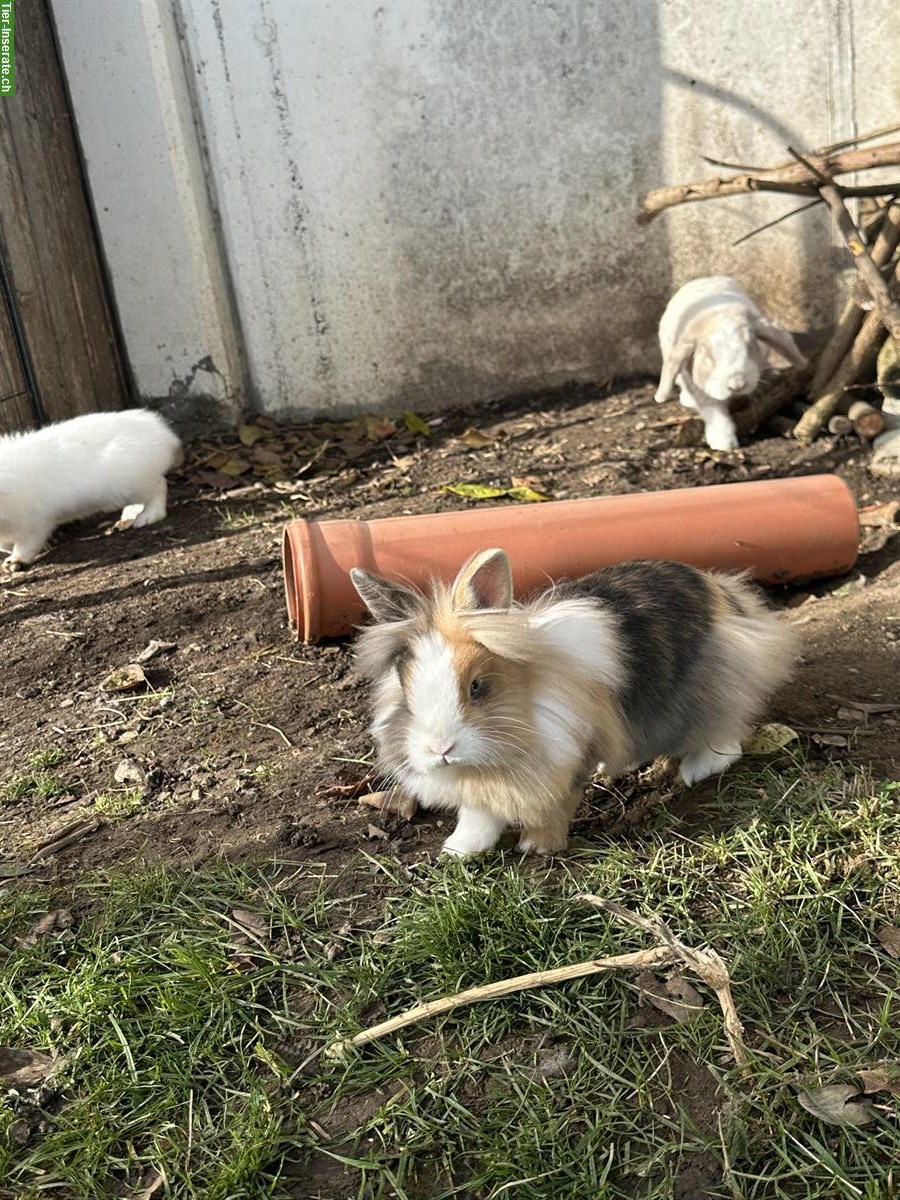 Bild 7: Auffangstation für Kaninchen & Meerschweinchen, Oberwangen bei Bern