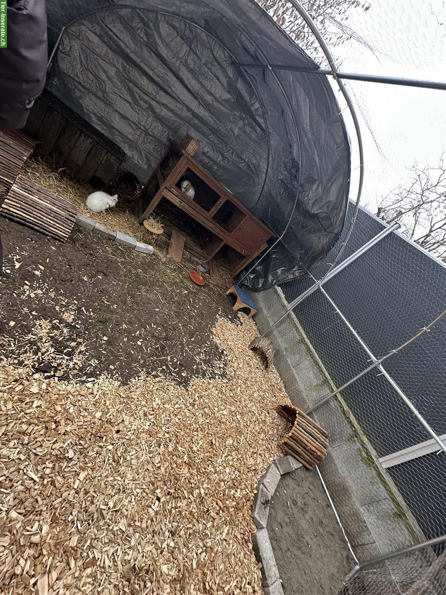 Bild 8: Kaninchen, Meerschweinchen Auffangstation & Vermittlung