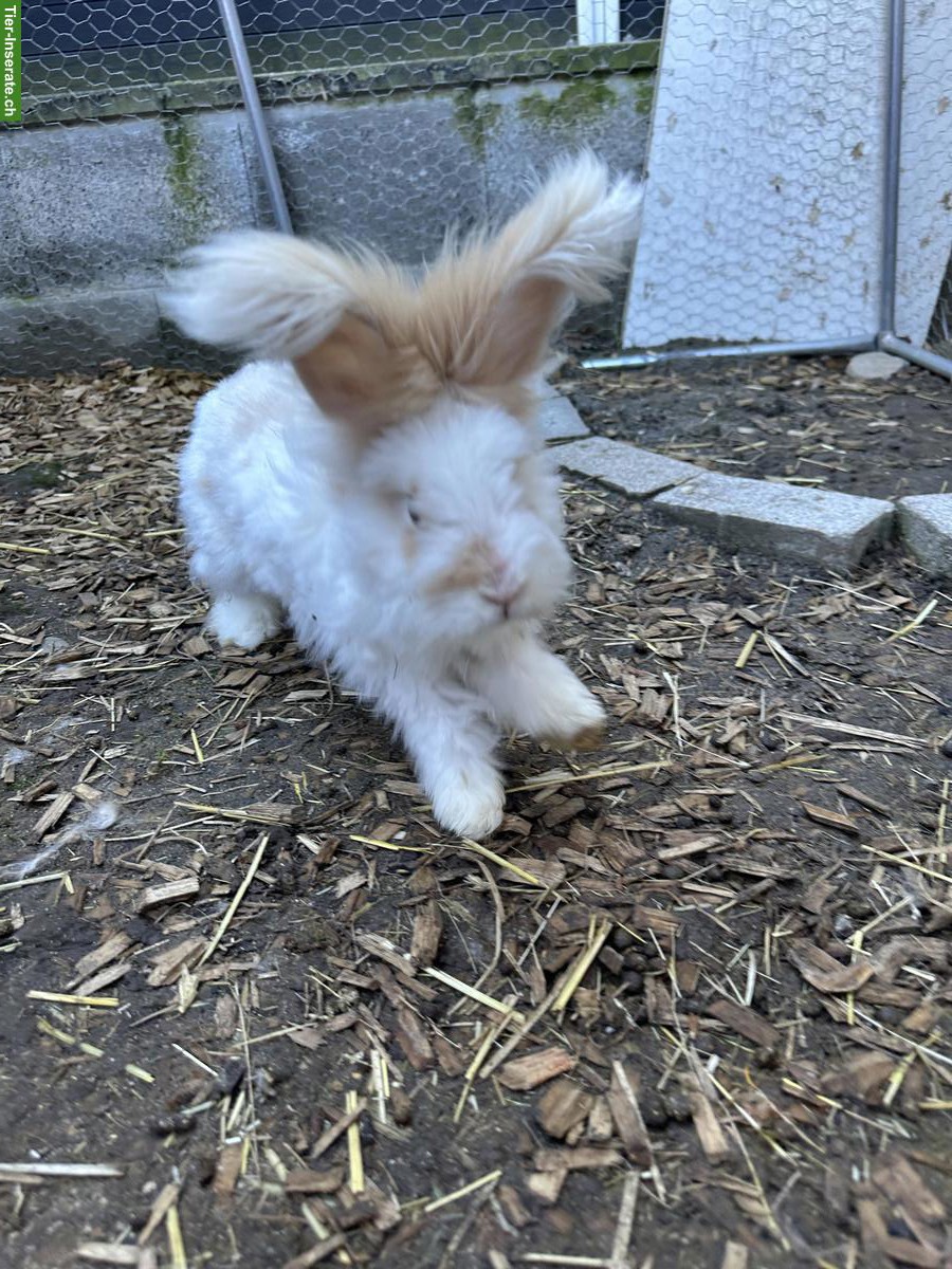 Bild 9: Kaninchen, Meerschweinchen Auffangstation & Vermittlung