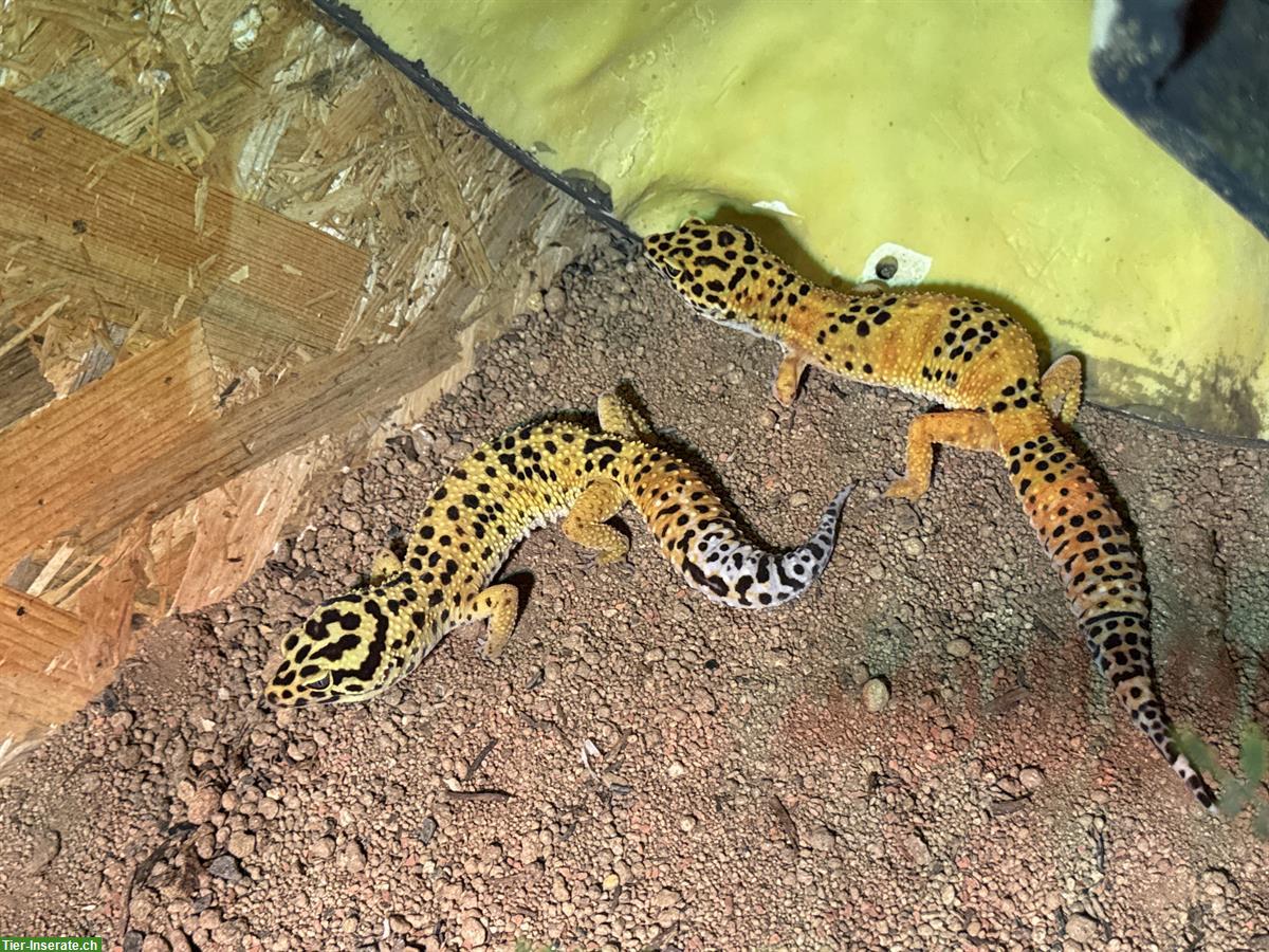 2 Leopardgeckos, Nachzucht 2023, optional mit Terrarium