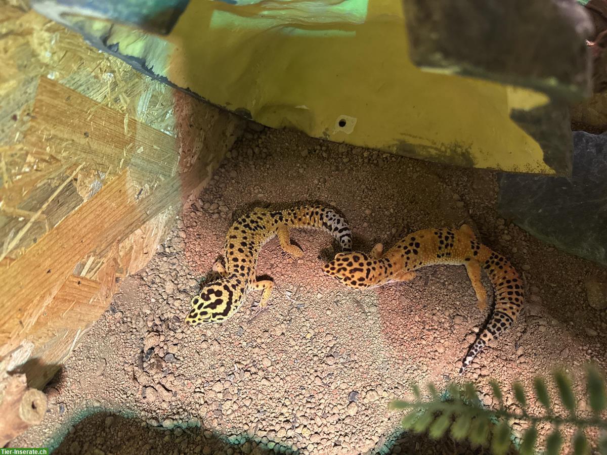 Bild 2: 2 Leopardgeckos, Nachzucht 2023, optional mit Terrarium