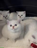 Britisch BKH Kitten suchen ein liebes Zuhause