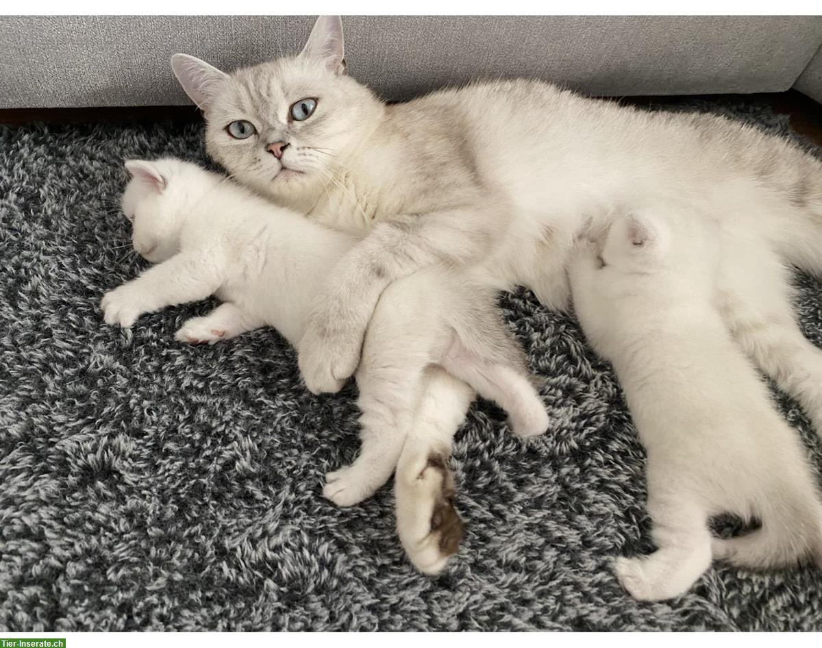 Bild 2: Britisch BKH Kitten suchen ein liebes Zuhause