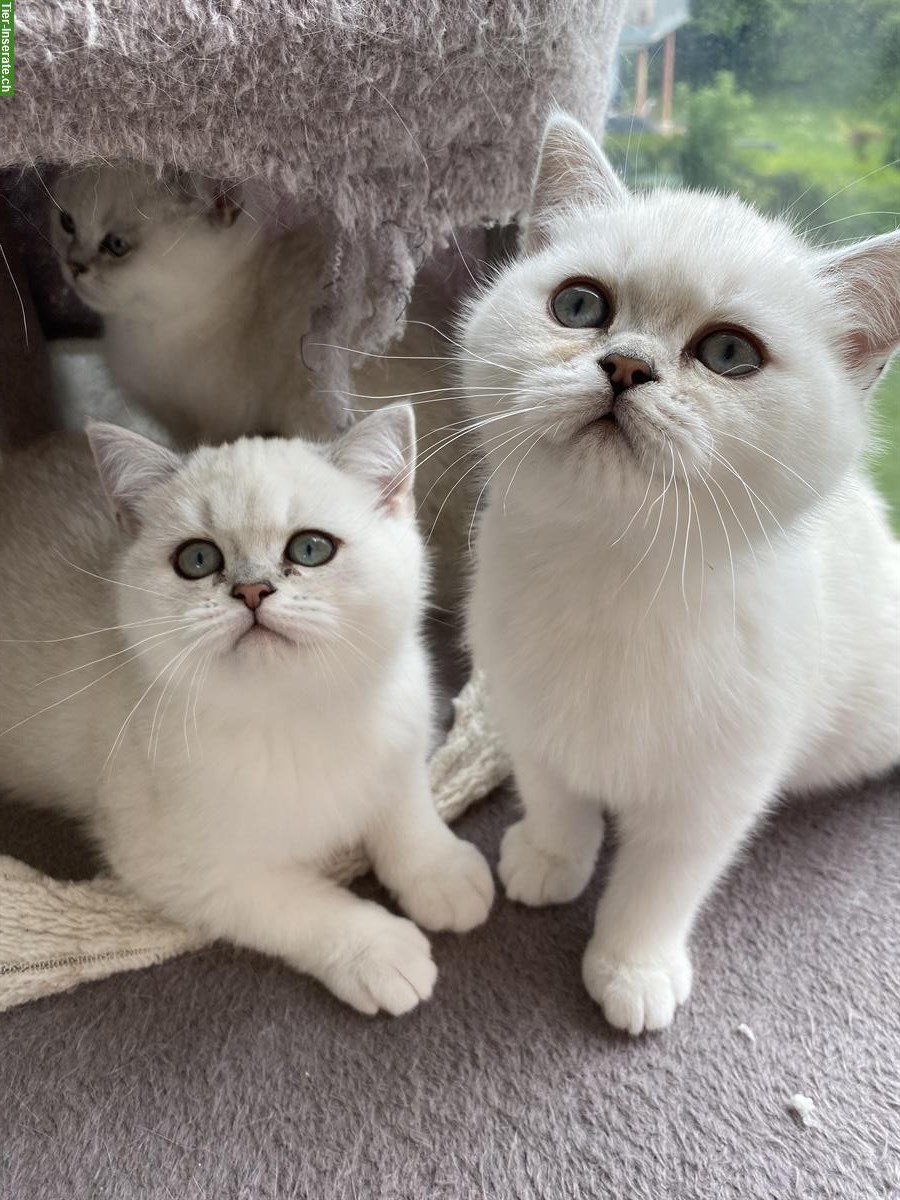 Bild 3: Britisch BKH Kitten suchen ein liebes Zuhause