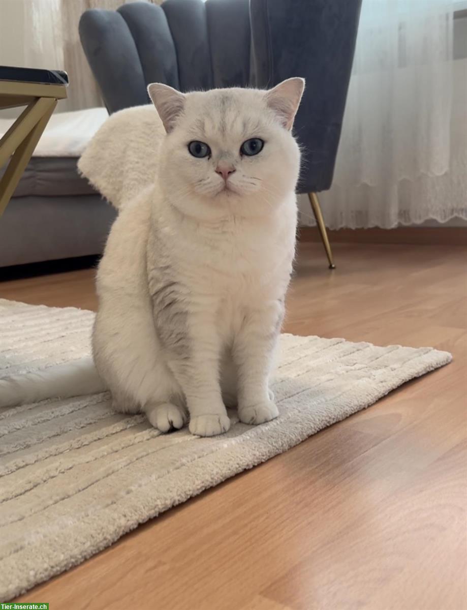 Bild 4: Britisch BKH Kitten suchen ein liebes Zuhause