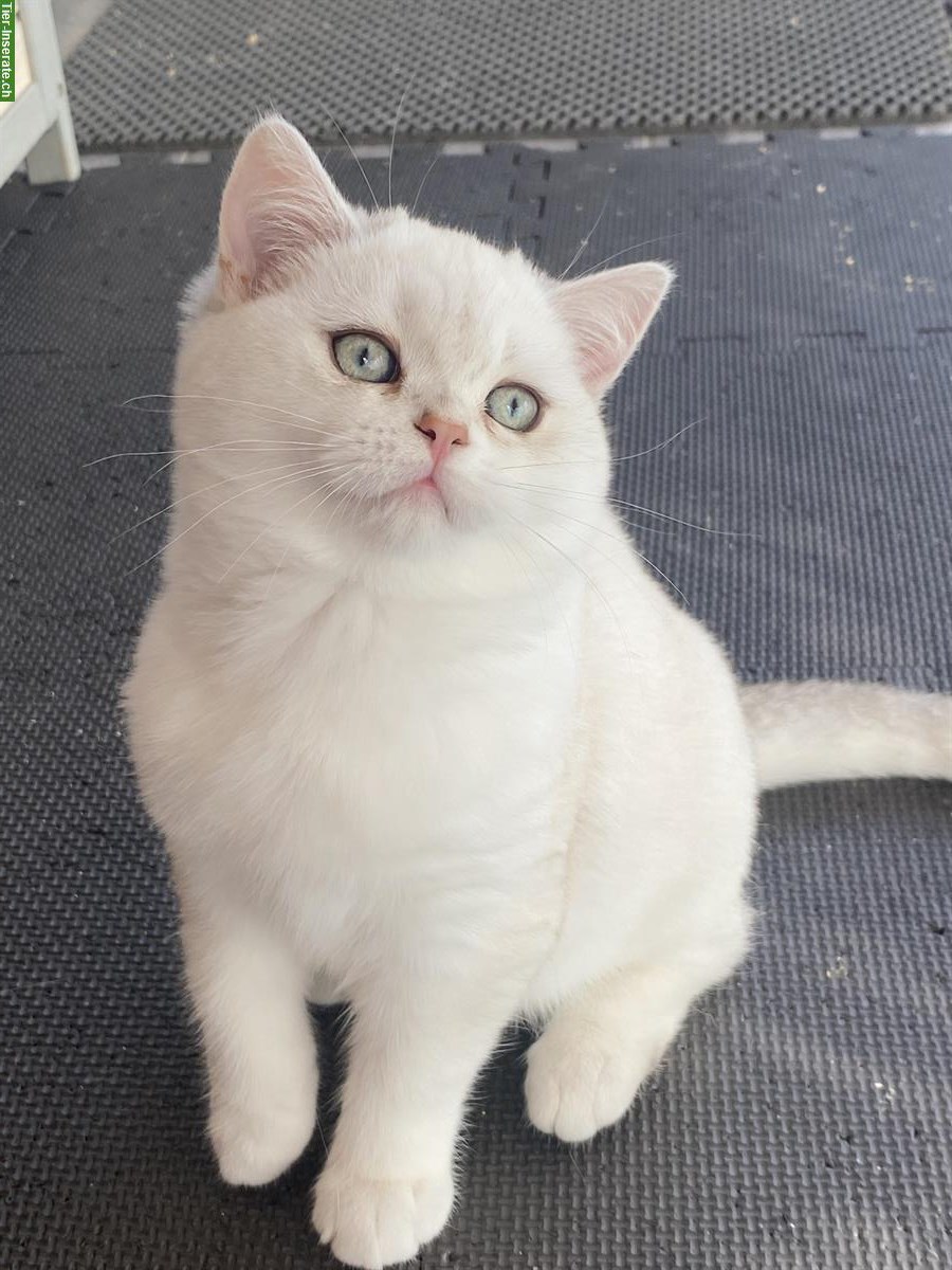 Bild 5: Britisch BKH Kitten suchen ein liebes Zuhause