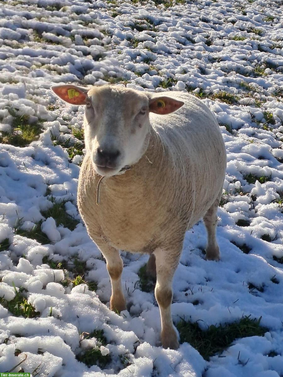Charolais Mix Schaf (Aue) zu verkaufen