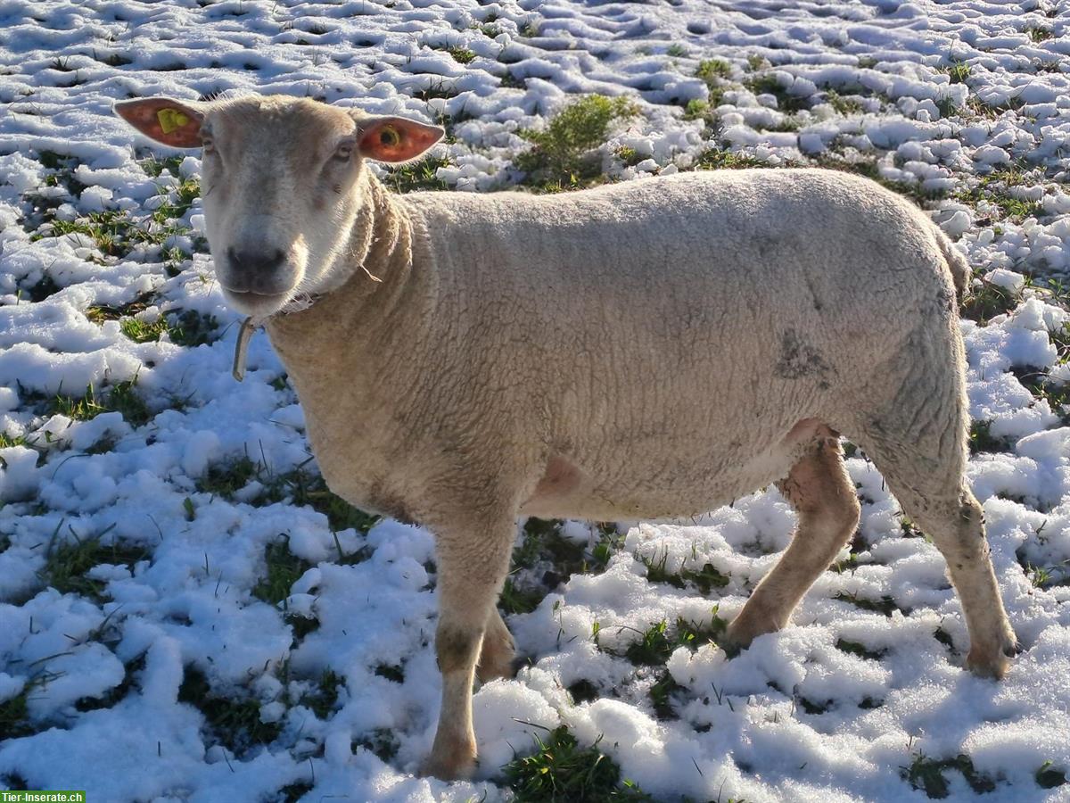 Bild 2: Charolais Mix Schaf (Aue) zu verkaufen