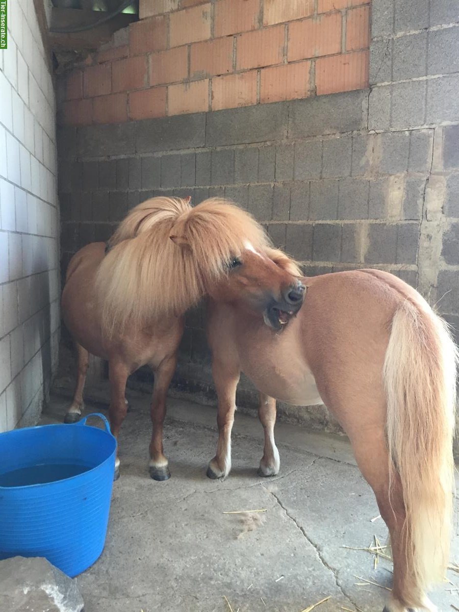 Wunderschöne Shetty Stute zu verkaufen