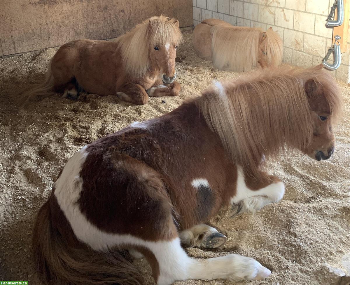 Bild 2: Wunderschöne Shetty Stute zu verkaufen