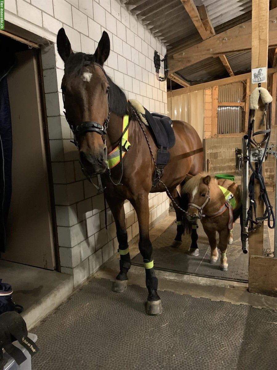 Bild 3: Wunderschöne Shetty Stute zu verkaufen