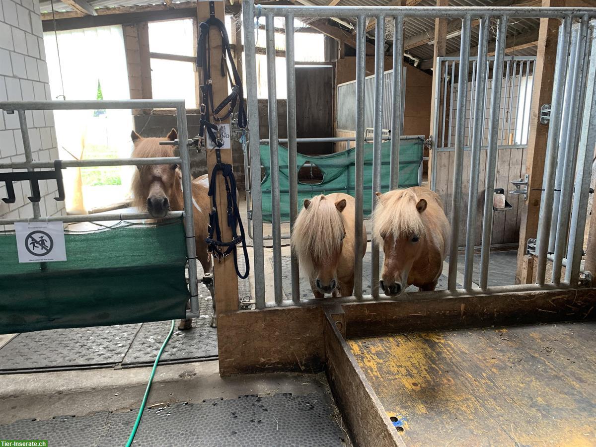 Bild 4: Wunderschöne Shetty Stute zu verkaufen