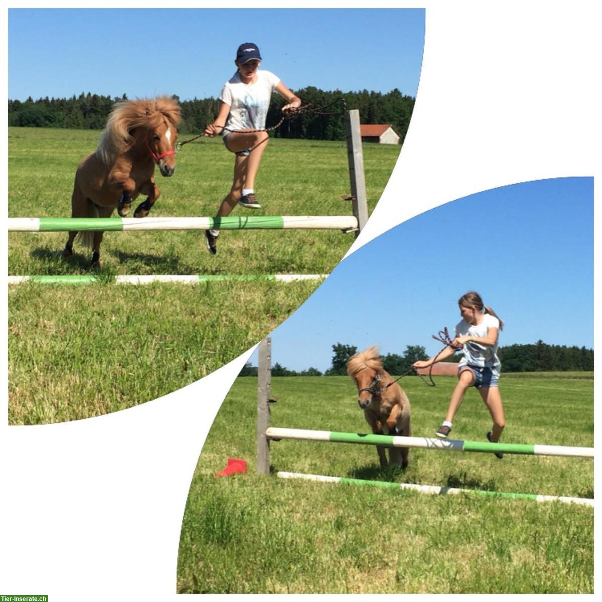 Bild 5: Wunderschöne Shetty Stute zu verkaufen