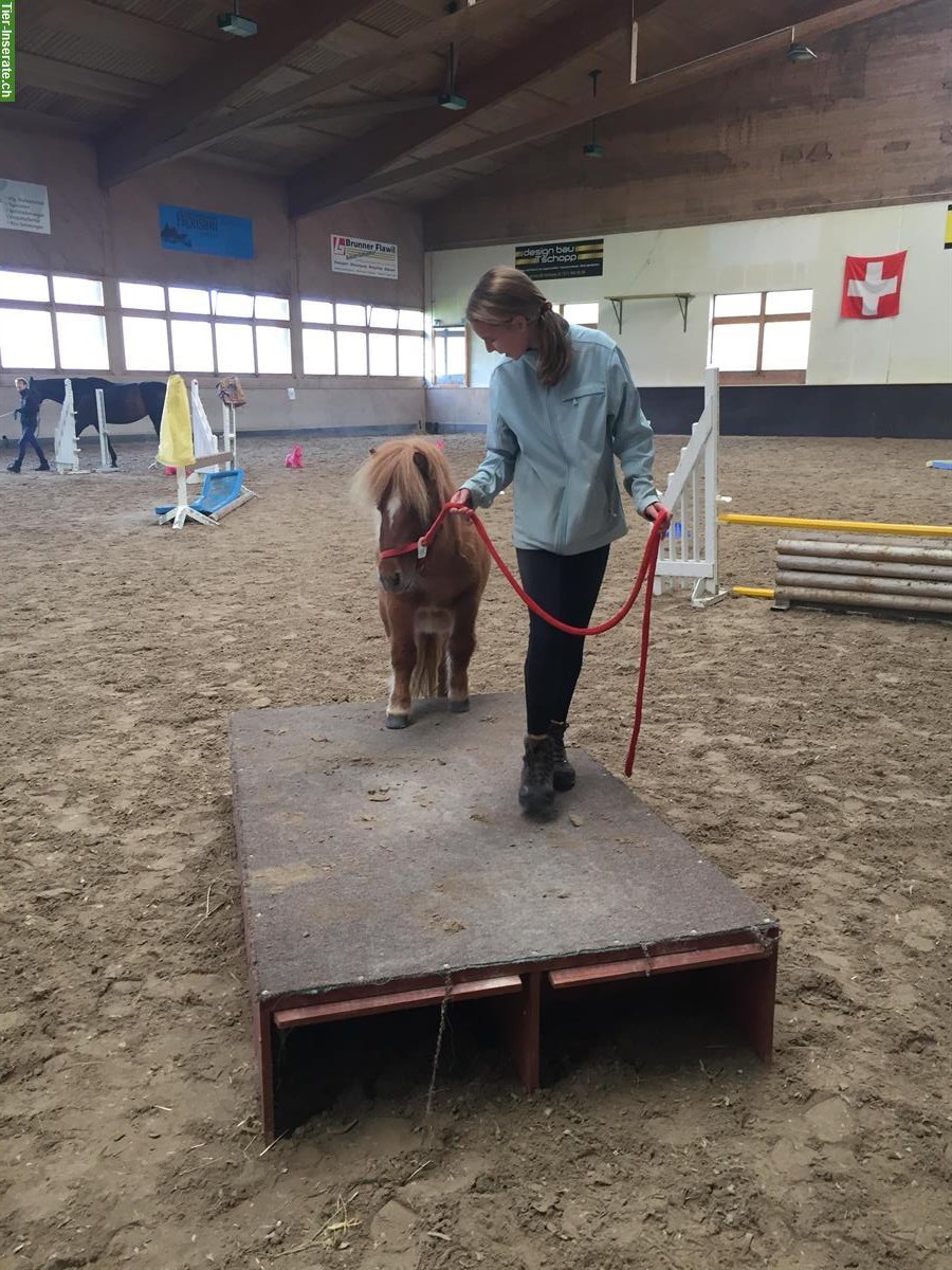 Bild 6: Wunderschöne Shetty Stute zu verkaufen