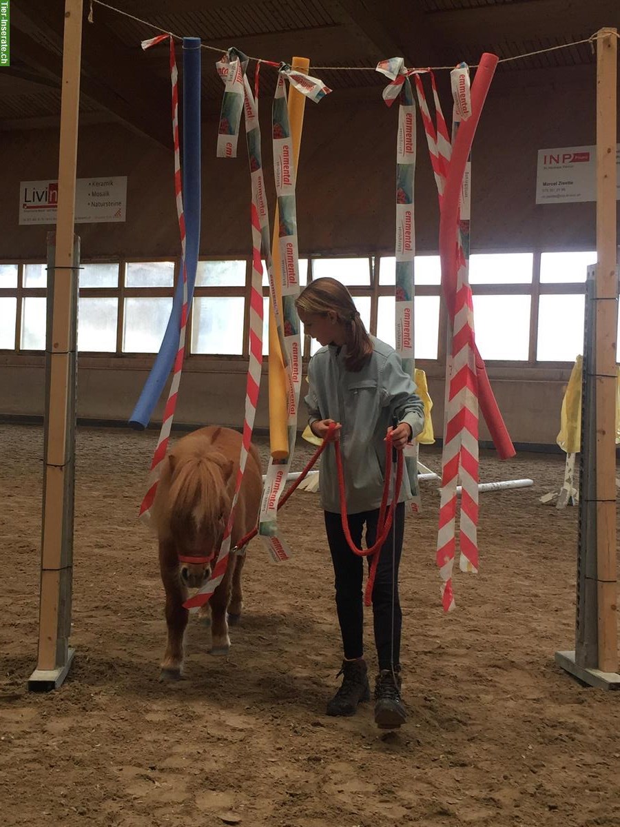 Bild 7: Wunderschöne Shetty Stute zu verkaufen