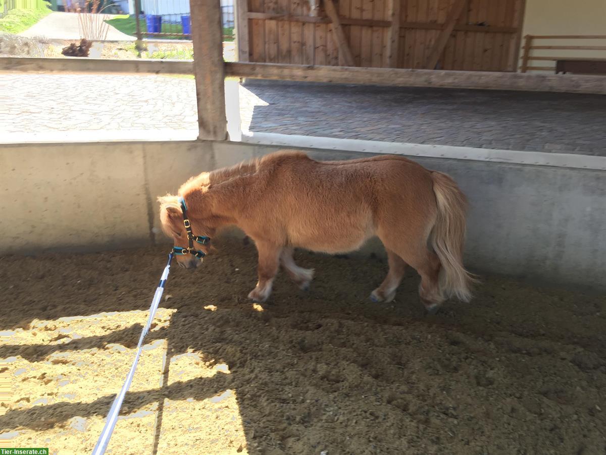 Bild 8: Wunderschöne Shetty Stute zu verkaufen