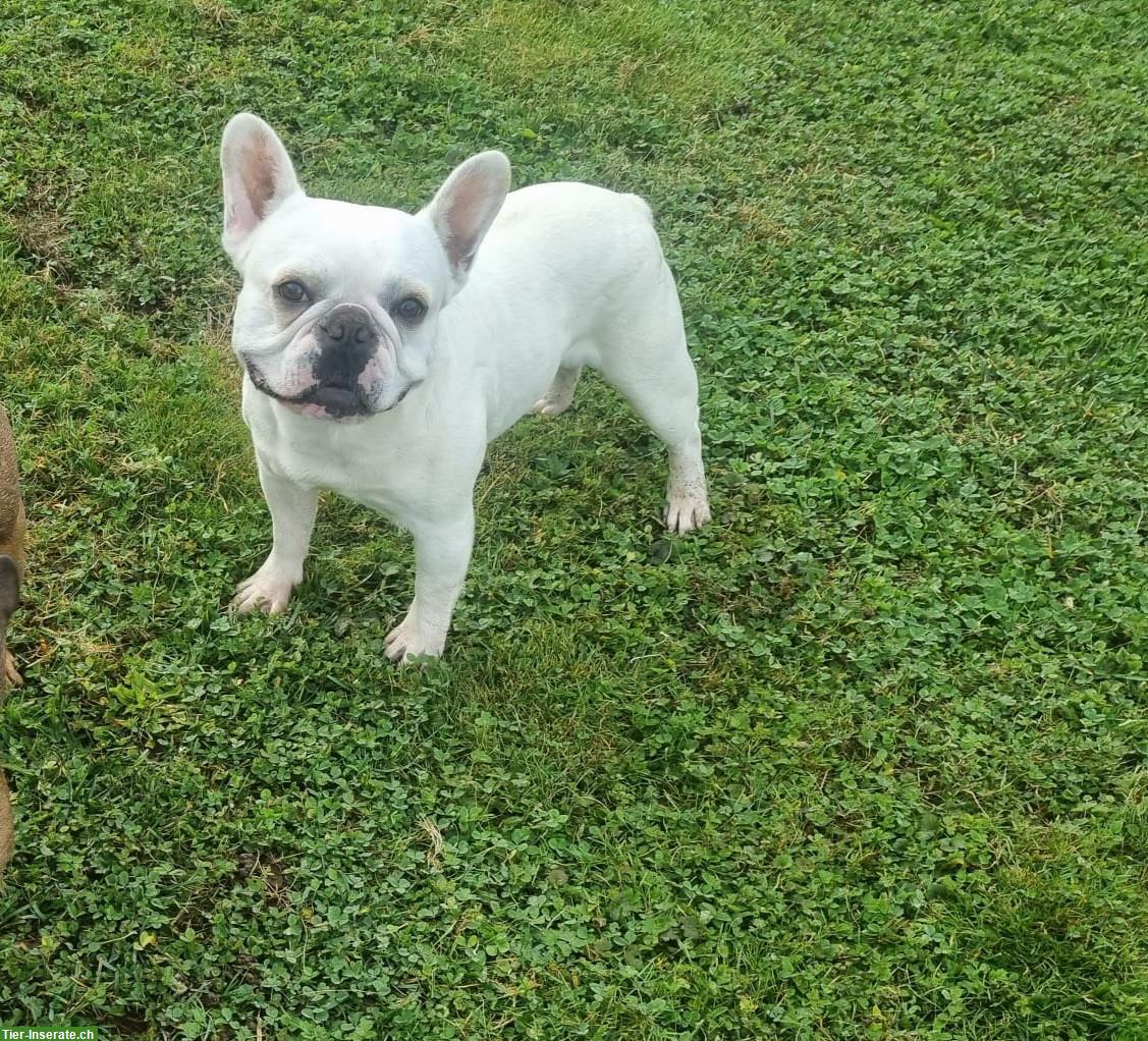Französische Bulldogge Rüde sucht dringend liebes Zuhause