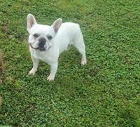 Französische Bulldogge Rüde sucht dringend liebes Zuhause