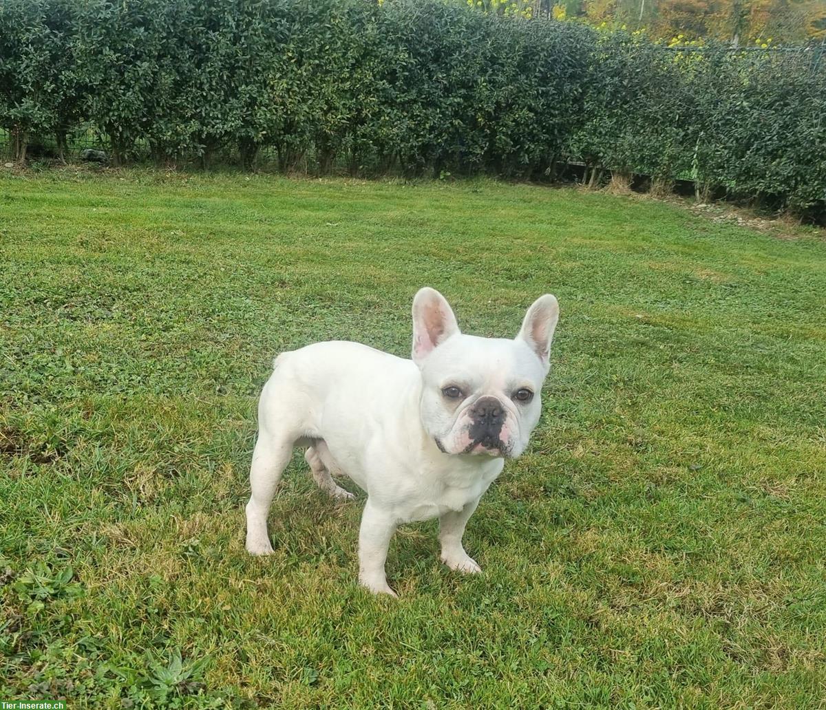 Bild 2: Französische Bulldogge Rüde sucht dringend liebes Zuhause