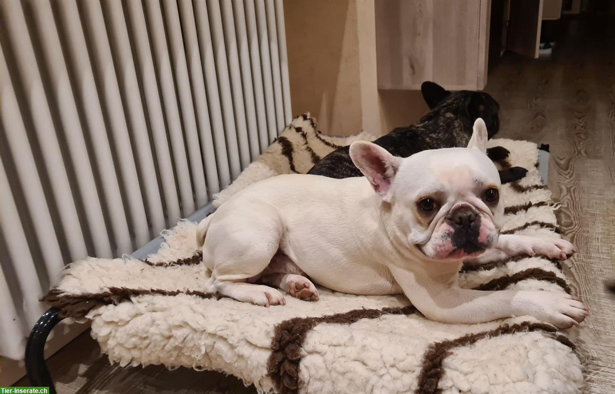 Bild 3: Französische Bulldogge Rüde sucht dringend liebes Zuhause