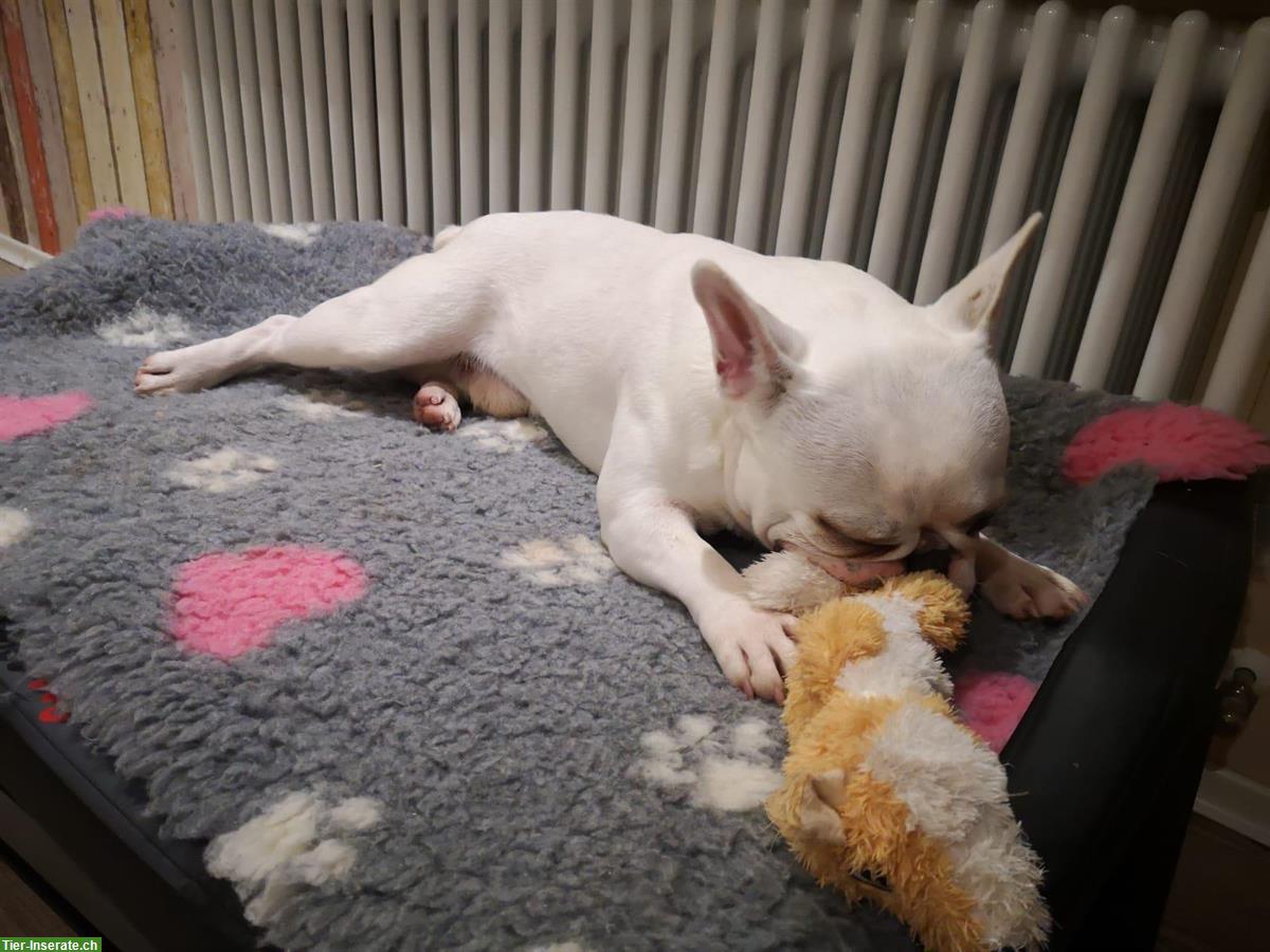 Bild 4: Französische Bulldogge Rüde sucht dringend liebes Zuhause