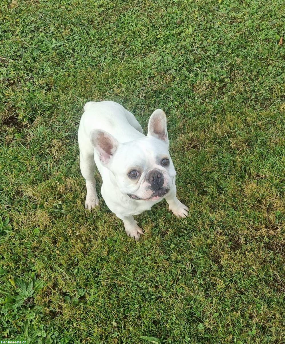 Bild 5: Französische Bulldogge Rüde sucht dringend liebes Zuhause