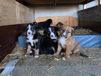 Berner/Appenzeller Sennenhund Mix Welpen