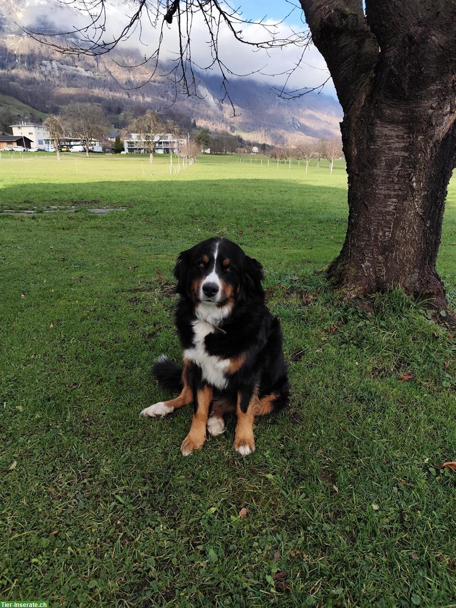 Bild 2: Berner/Appenzeller Sennenhund Mix Welpen