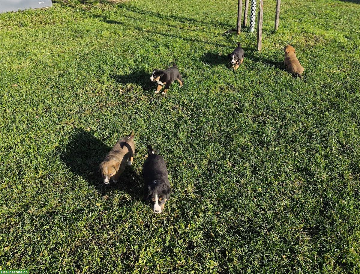 Bild 3: Berner/Appenzeller Sennenhund Mix Welpen