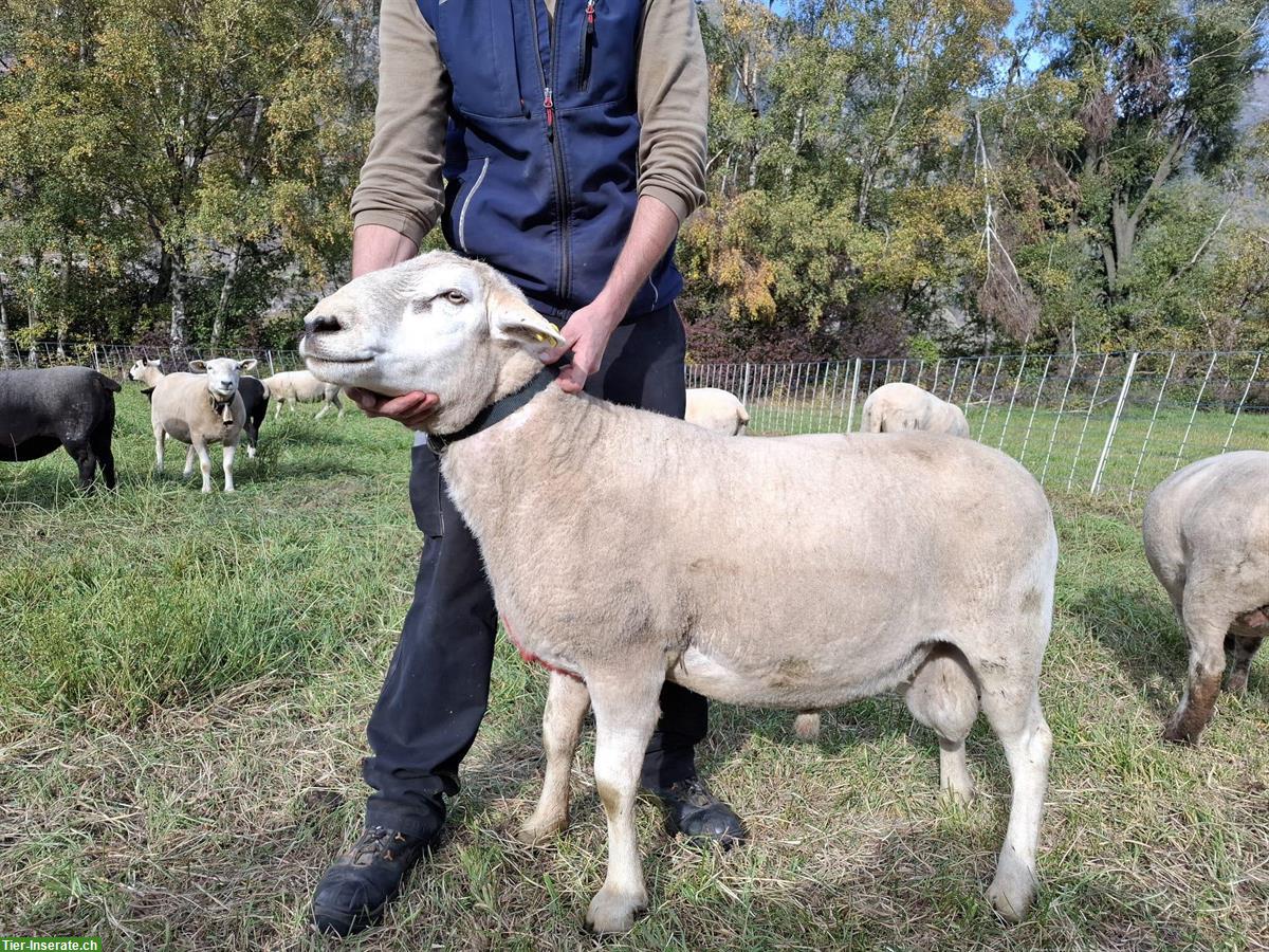 Texel x Bündnerschaf Widder sucht neue Herde